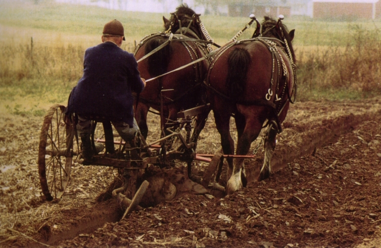 Percherons mit 2-Scharpflug