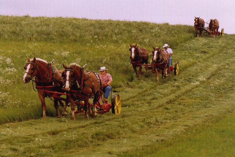 umweltfreundliches Mhen mit Zugpferden