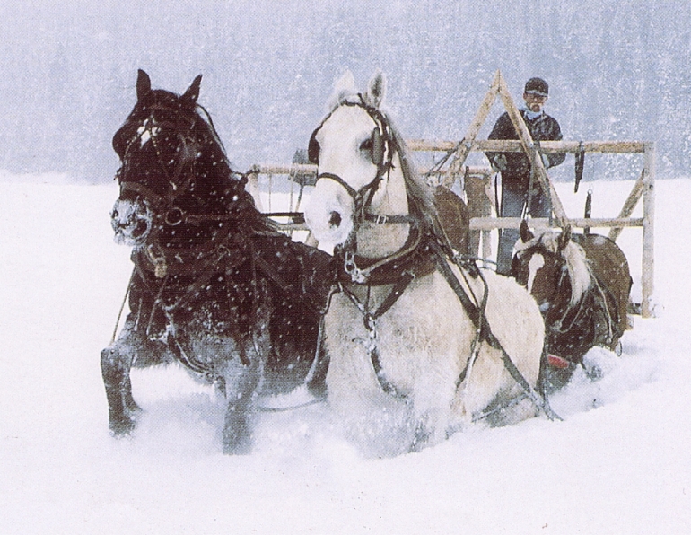 Kaltblter vor Lastschlitten im Tiefschnee