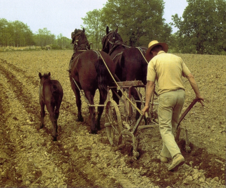 Percheron Stute mit Fohlen beim Furchenziehen