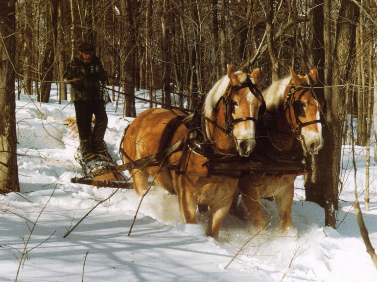 Holzrcken mit Pferden im Schnee