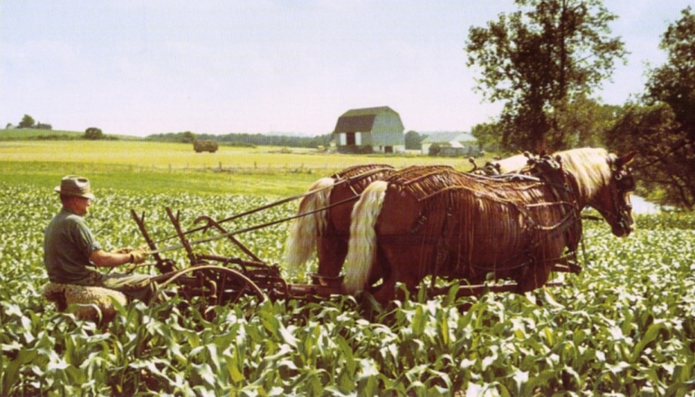 Maispflege mit Kaltbltern