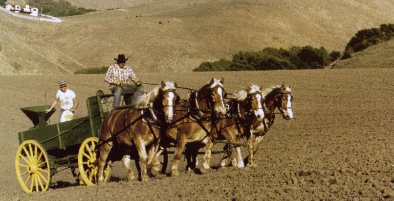 mit Vierergespann Saatgut streuen anstatt einlegen