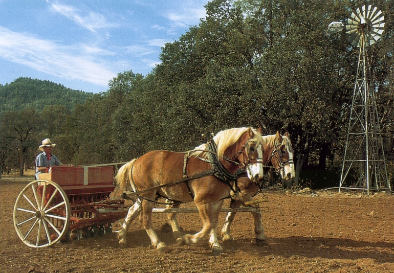 Sen mit Kaltbltern vor Windrad