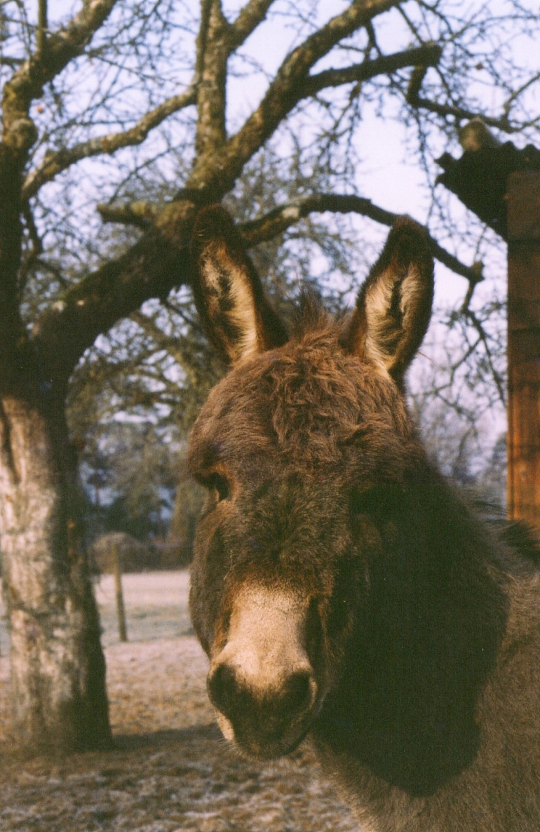 Starportrait Eselhengst Balthasar