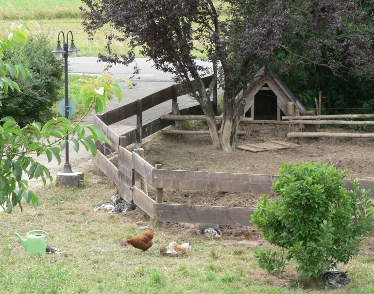 Wenige Tage spter sind die Ferkel schon wesentlich robuster und selbstndiger, aber schlafen tun sie immer noch gerne, wie das nachfolgende Bild beweist.