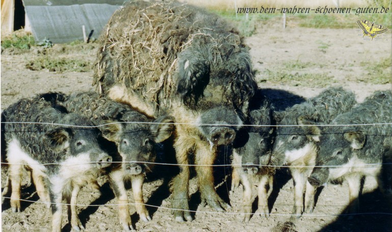 Mnnergesellschaft