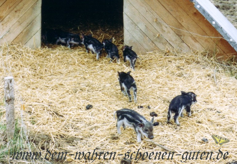 Wollschweinferkel auf dem Weg in die Htte