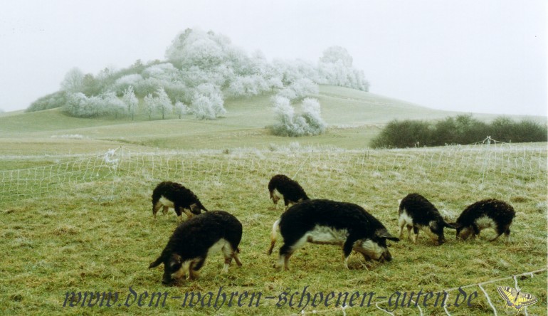 Bei Frost ist alles schner