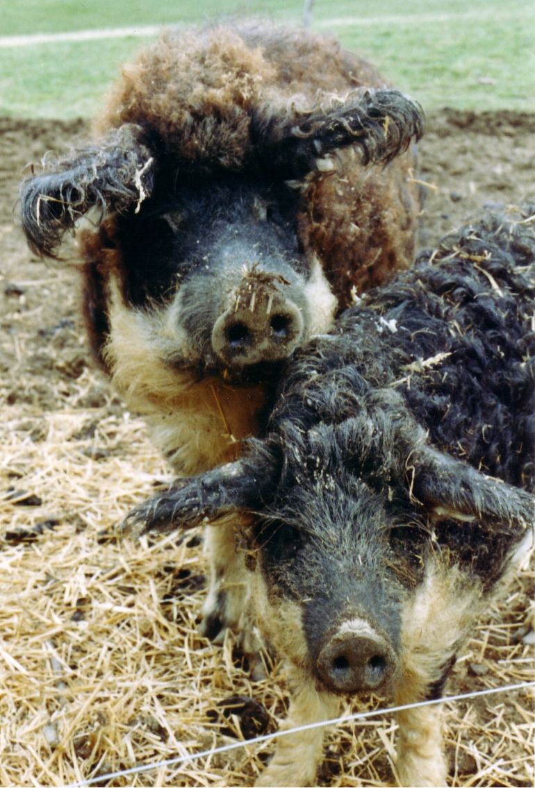 Zwei schwalbenbuchige Wollschweine mit einer schmutzigen Nase