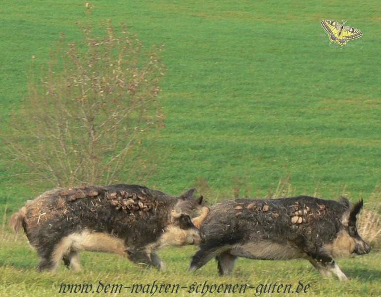 Zwei Sauen im Schweinsgalopp und mit fliegenden Ohren.