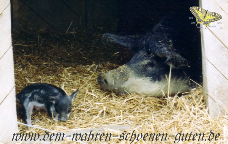 Ein Wollschweinferkel mit seiner Mutter Piroschka im Stall.