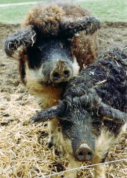 Wollschweineber mit Tochter.