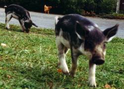 Manchmal bekamen wir auch von unseren Ferkel Besuch in unserem Hof.