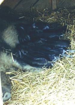 Unsere Wollschweinsau beim Sugen.