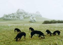 Hier noch einmal ein Bild von unseren Wollschweinen in einer schnen Frostlandschaft.