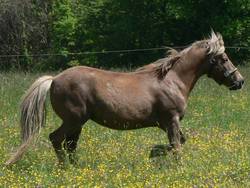 Welsh Mountain / Haflinger Mischling Sternchen freut sich ber das saftige Gras.