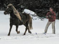 Skijring geht auch nur mit Pferd und ohne Reiter, was dann aber bedeutend schwerer ist.